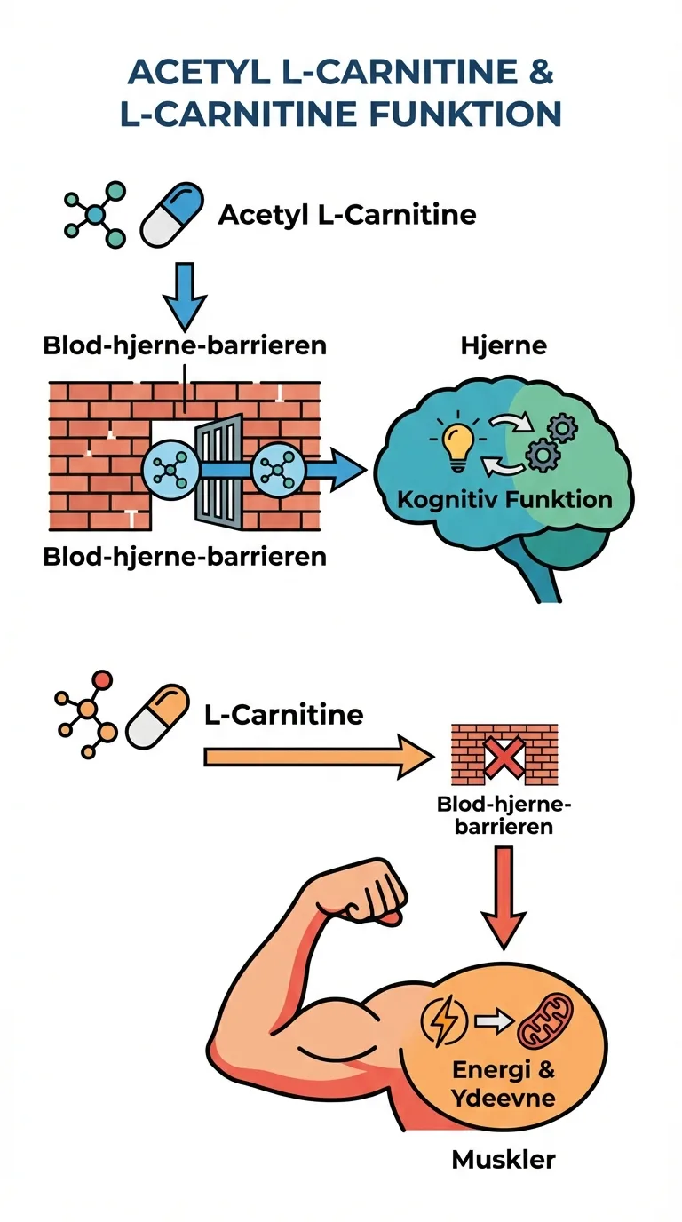 Infografik
