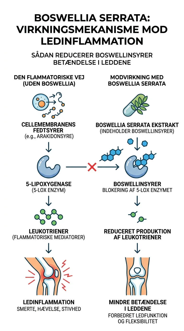 Infografik