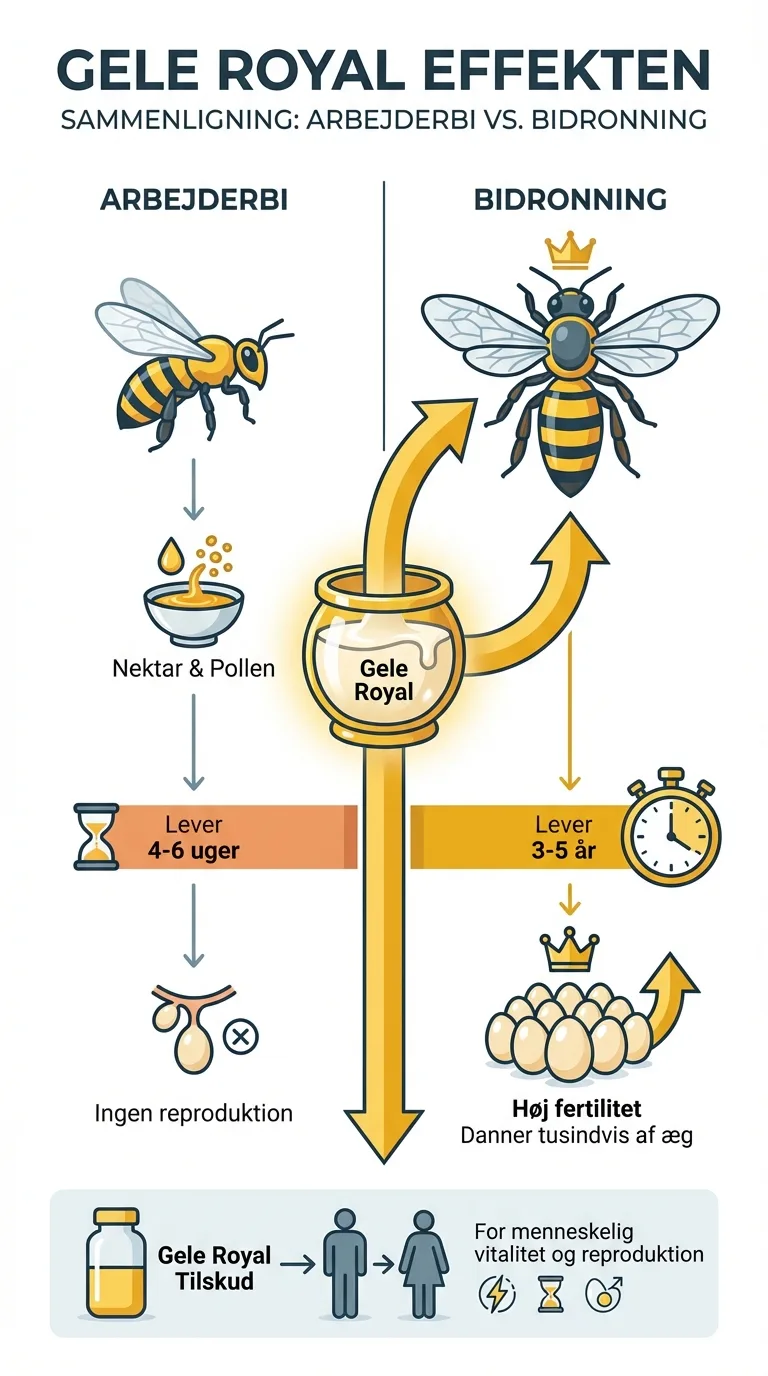 Infografik