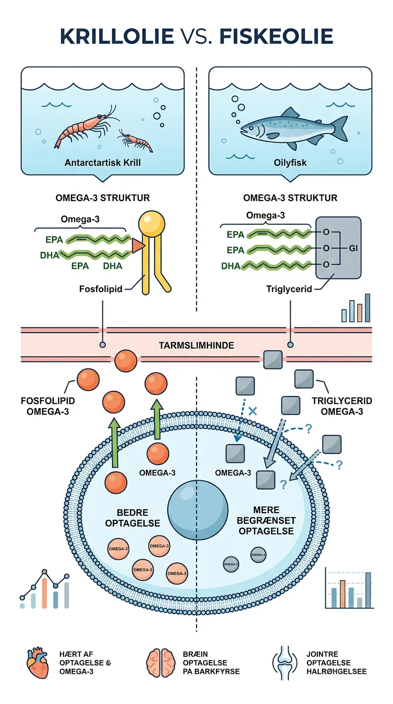 Infografik