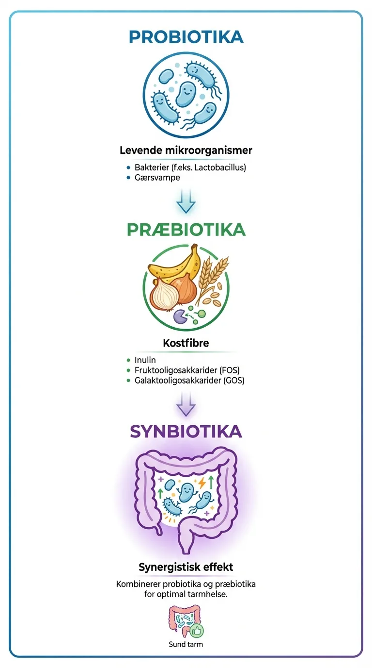 Infografik: guide til mælkesyrebakterier